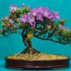 Cây cảnh bonsai đẹp - 177