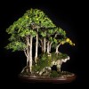 Cây cảnh bonsai đẹp - 182