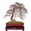 Cây cảnh bonsai đẹp - 185