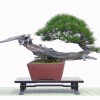 Cây cảnh bonsai đẹp - 189