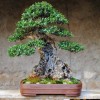 Cây cảnh bonsai đẹp - 19