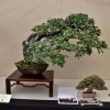 Cây cảnh bonsai đẹp - 190