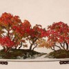 Cây cảnh bonsai đẹp - 191