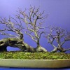 Cây cảnh bonsai đẹp - 192