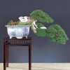 Cây cảnh bonsai đẹp - 196