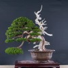 Cây cảnh bonsai đẹp - 198