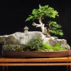 Cây cảnh bonsai đẹp - 200