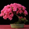 Cây cảnh bonsai đẹp - 209