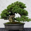 Cây cảnh bonsai đẹp - 216