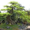 Cây cảnh bonsai đẹp - 217