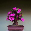 Cây cảnh bonsai đẹp - 219