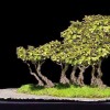 Cây cảnh bonsai đẹp - 22