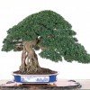 Cây cảnh bonsai đẹp - 220