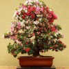 Cây cảnh bonsai đẹp - 223