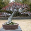 Cây cảnh bonsai đẹp - 231