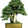 Cây cảnh bonsai đẹp - 232