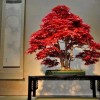 Cây cảnh bonsai đẹp - 245
