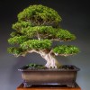Cây cảnh bonsai đẹp - 246