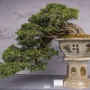 Cây cảnh bonsai đẹp - 251