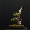 Cây cảnh bonsai đẹp - 252
