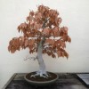Cây cảnh bonsai đẹp - 254