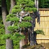 Cây cảnh bonsai đẹp - 26