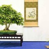 Cây cảnh bonsai đẹp - 263
