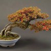 Cây cảnh bonsai đẹp - 264