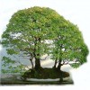 Cây cảnh bonsai đẹp - 265