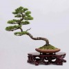 Cây cảnh bonsai đẹp - 268