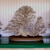 Cây cảnh bonsai đẹp - 274