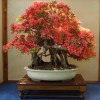Cây cảnh bonsai đẹp - 278