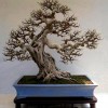 Cây cảnh bonsai đẹp - 280