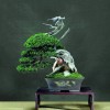Cây cảnh bonsai đẹp - 281