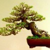 Cây cảnh bonsai đẹp - 286
