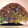 Cây cảnh bonsai đẹp - 292