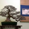 Cây cảnh bonsai đẹp - 294