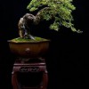 Cây cảnh bonsai đẹp - 297