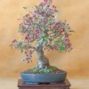 Cây cảnh bonsai đẹp - 298