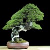 Cây cảnh bonsai đẹp - 308