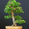 Cây cảnh bonsai đẹp - 311