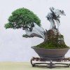 Cây cảnh bonsai đẹp - 313