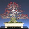 Cây cảnh bonsai đẹp - 314