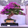 Cây cảnh bonsai đẹp - 316
