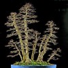 Cây cảnh bonsai đẹp - 318