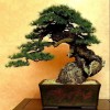 Cây cảnh bonsai đẹp - 32