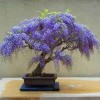 Cây cảnh bonsai đẹp - 327