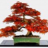 Cây cảnh bonsai đẹp - 329