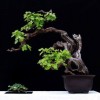 Cây cảnh bonsai đẹp - 33