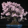 Cây cảnh bonsai đẹp - 331